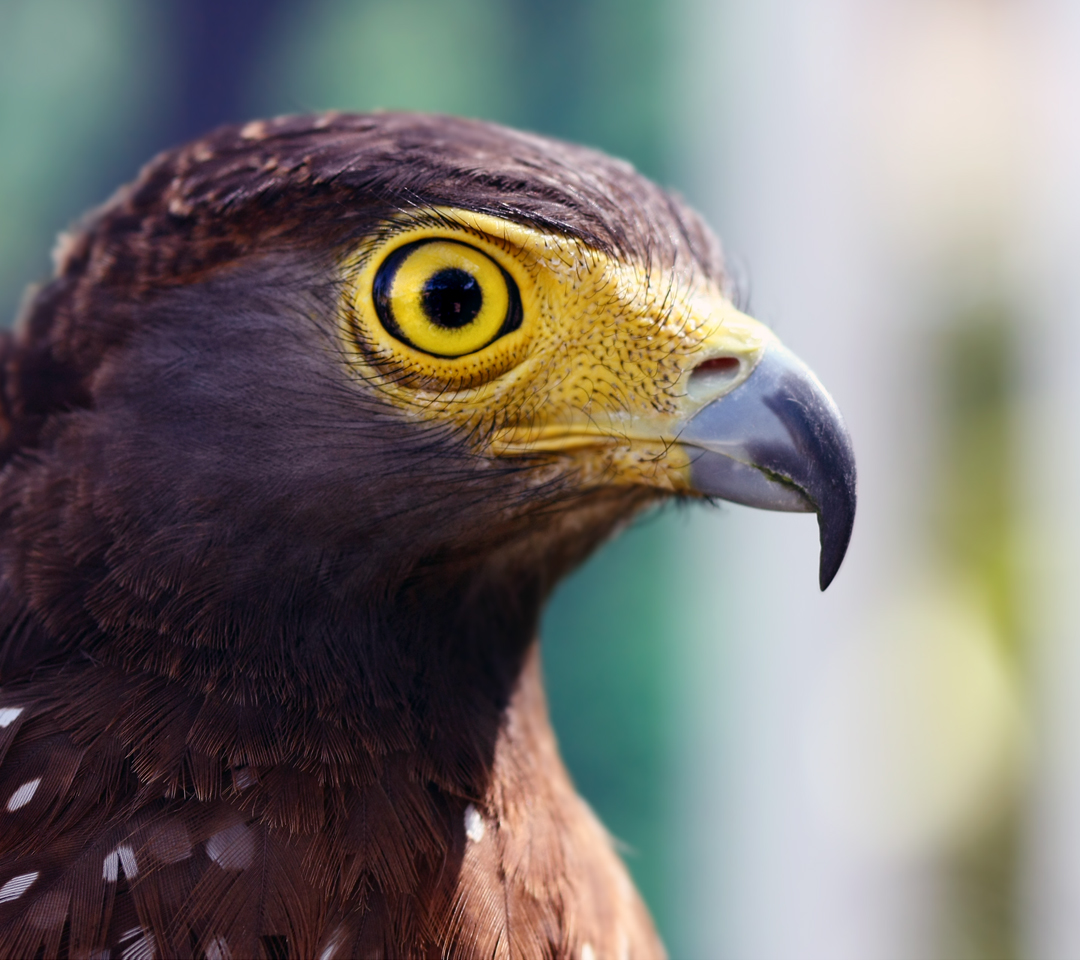 eagles stare wallpaper