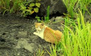 Tabby Cat In Nature Wallpaper