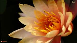 July Birth Flower Wallpaper