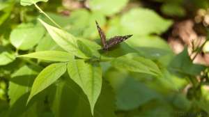 Podsused Butterfly Wallpaper