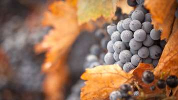 Grapes late in Autumn Wallpaper