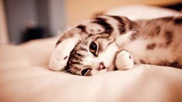 Cute Kitty Wallpaper