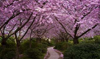 Cherry Trees Wallpaper