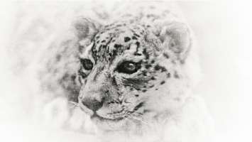 Snow Leopard Wallpaper