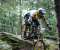 forest-ridding-