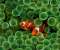 Clown Fish