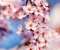 Cherry Blossoms