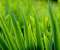 Green grass leaves