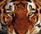 Tiger portrait