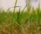 Grass