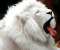 Beautiful White Lion