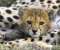 Cute Cheetah Cub