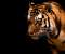 Tiger In The Dark