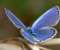 Beautiful Blue Butterfly