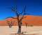 Dead Vlei