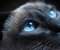 Cat With Blue Eyes