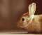 Cute Rabbit