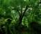 Green Forest Vegetation
