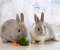 Cute Bunnies