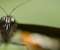Butterfly Macro