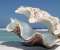 Sea Shell
