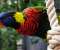 Rainbow parrot