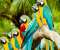 Parrots