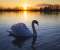Amazing white swan