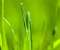 Android 3.0 Grass Wallpaper