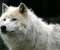 Wild white wolf