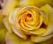Yellow Rose