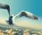 Jonathan Livingston Seagull