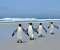 Penguins On The Beach