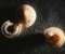 Snail shells