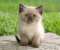 Cute Himalayan Kitten