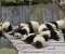 Panda Bears