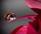 Macro water drop