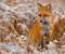 Red fox in winter