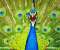 Blue Peacock