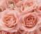 Pink Roses
