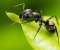 Ant
