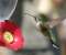 Green Hummingbird