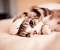 Cute Kitty