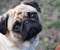 Cute Pug
