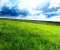 Green Field