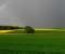 Green Fields