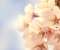 Cherry Blossom