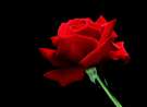 Beautiful Red Rose wallpaper