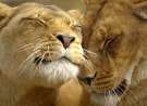 Lion Affection wallpaper