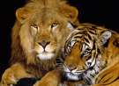 Lion And Tiger wallpaper